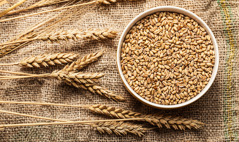 Wheat Grains
