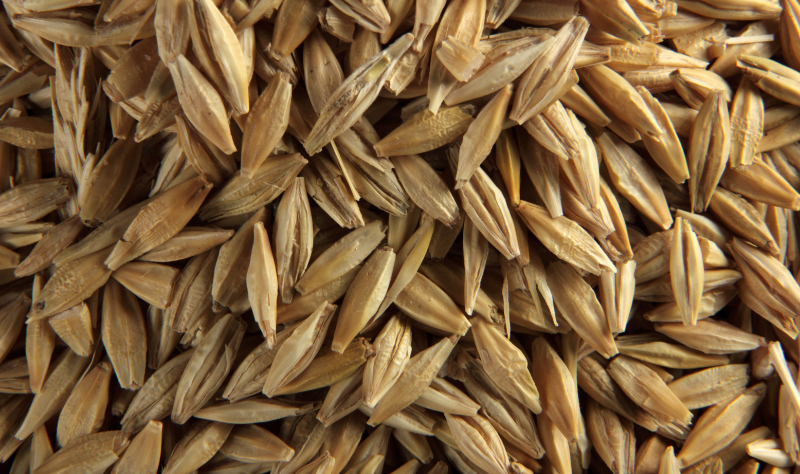 Barley